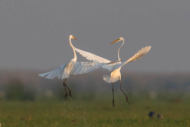 Egrets in Mangalajodi