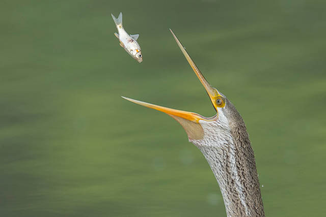 Cormorant in Bharatpur