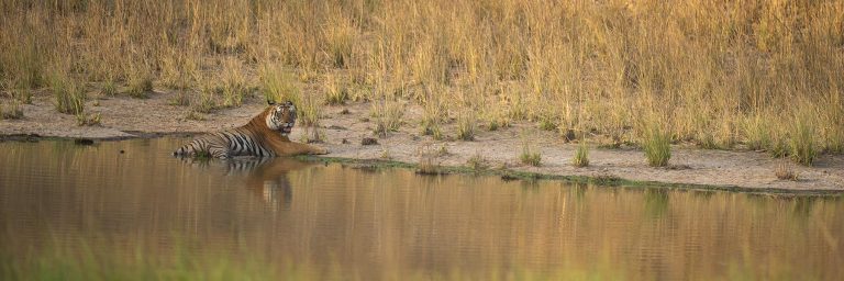 Tigers of Bandhavgarh