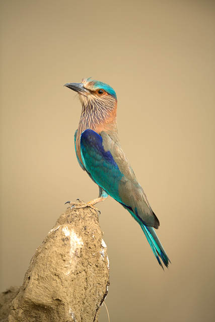 Indian Roller