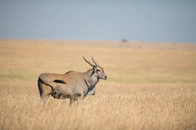 Eland