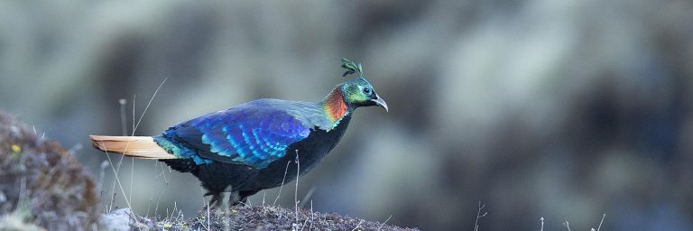 Birding destinations of India