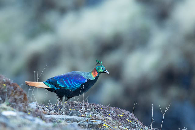 Himalayan Monal