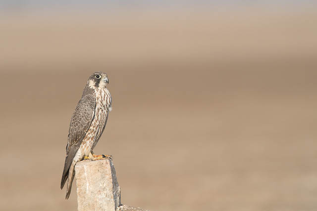 Peregrine Falcon in LRK