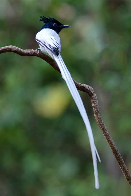 Asian Paradise Flycatcher