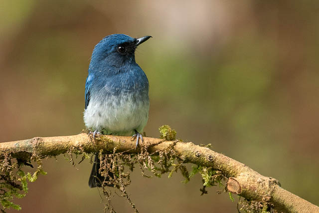 White bellied flycatcher in Dandeli