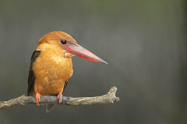 Brown Winged Kingfisher in Sundarbans