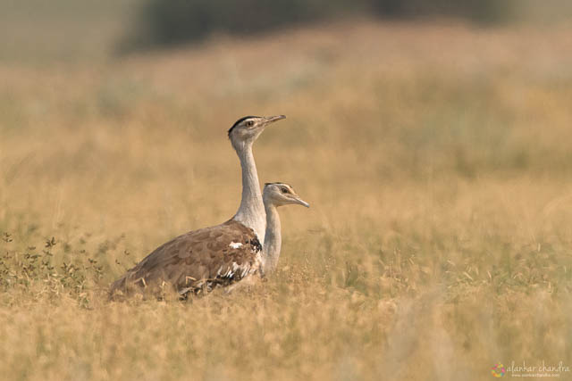 Great Indian bustard in DNP