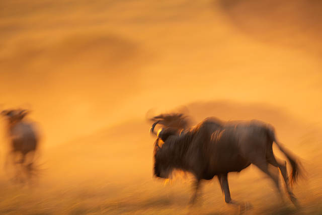 Wildebeest