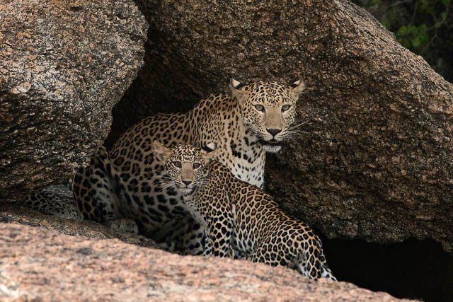 Bera Jawai