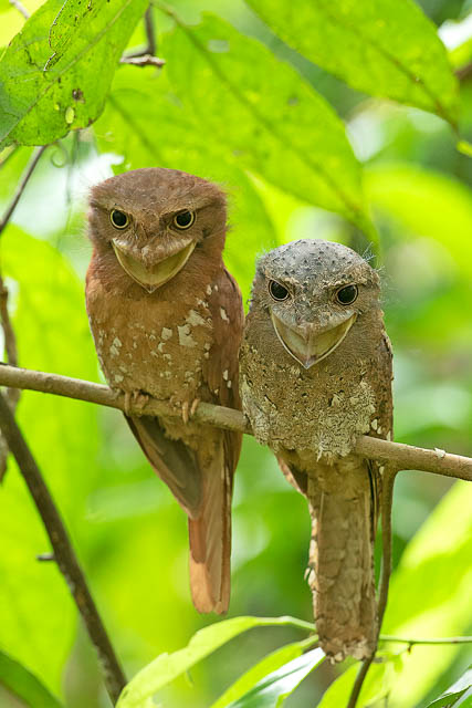 Ceylon Frogmouths in Thattekad