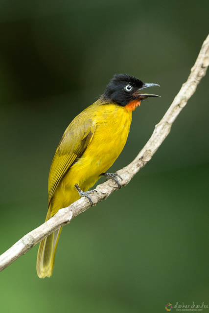 Flame Throated Bulbul