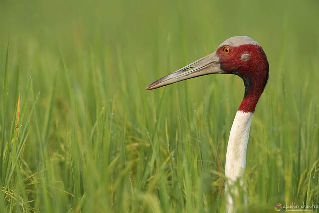 Sarus Crane