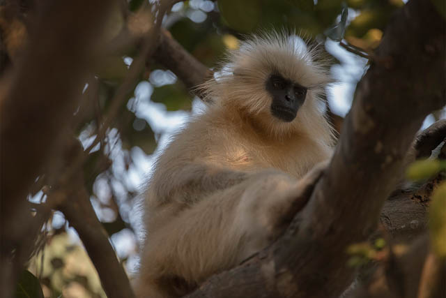 Golden Langur