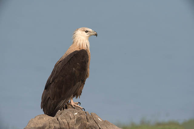 Pallas fish eagle in Corbett