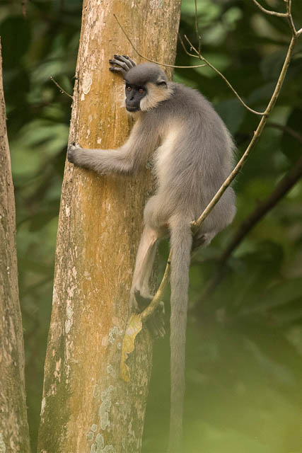 Capped Langur