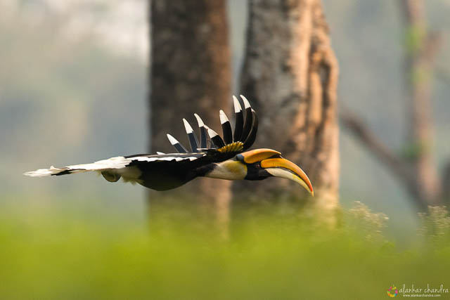 Great Hornbill