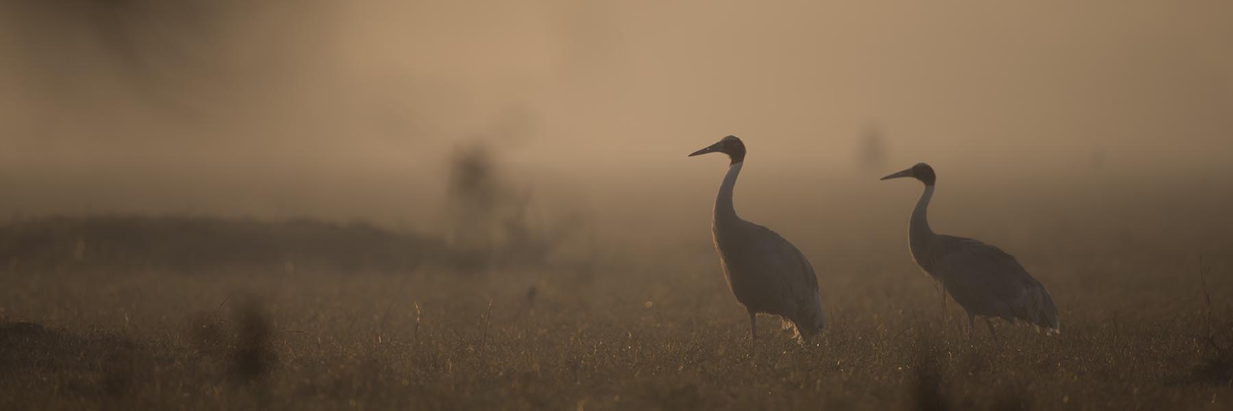 State birds of India