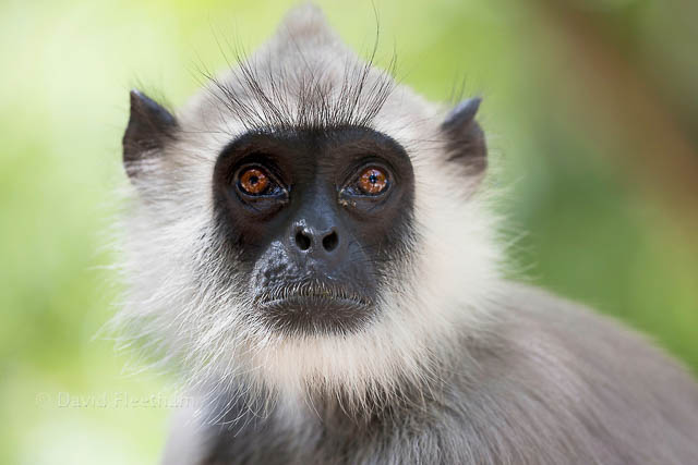 Gray Langur