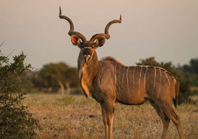Kudu antelope 