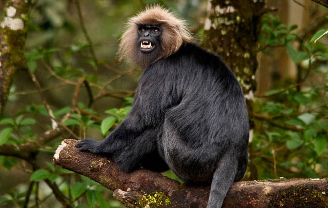 Nilgiri Langur