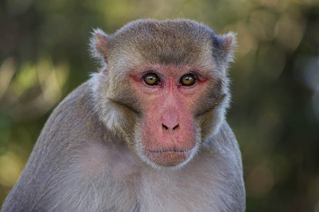 Rhesus Macaque