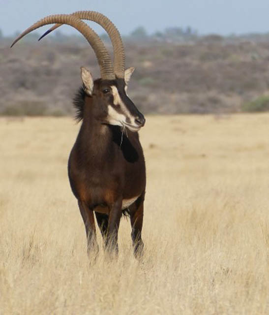 Sable Antelop