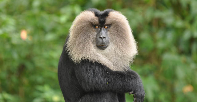 lion tailed macaque