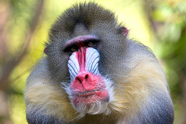 Mandrill monkeys