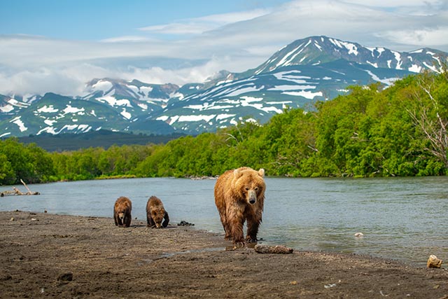 Brown bear family