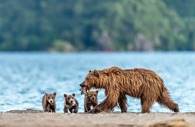 Brown bear of Kamchatka