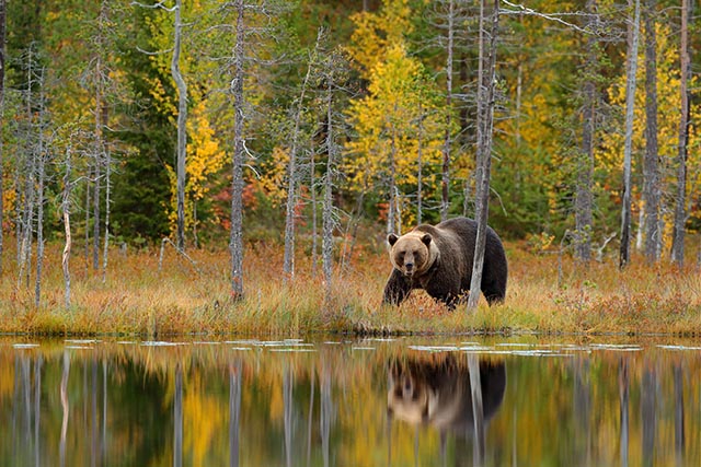 Brown bear in Finland