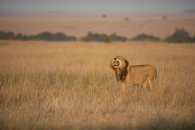 lions of grumeti