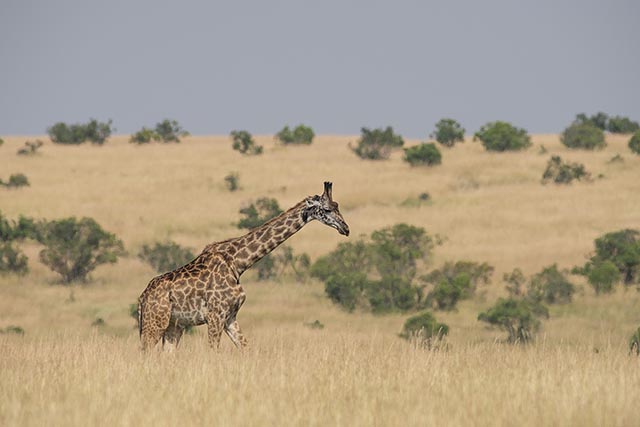 grumeti wildlife