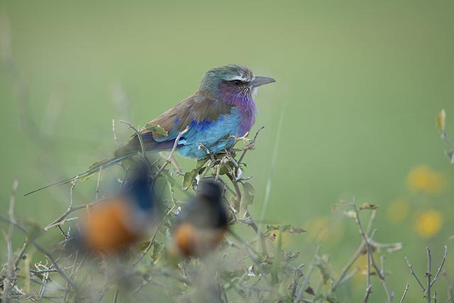 birds of grumeti