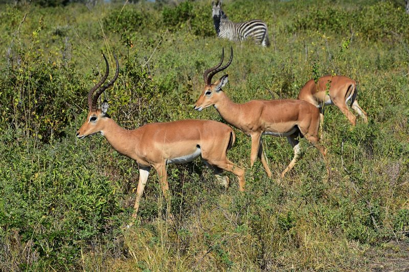 &nbsp;Impalas in Selous Game Reserve&nbsp;