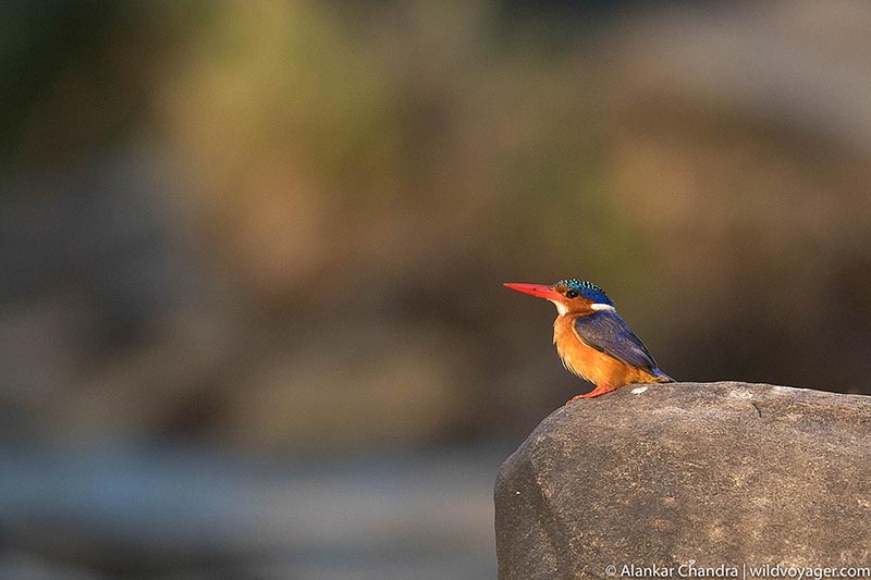 malachite kingfisher