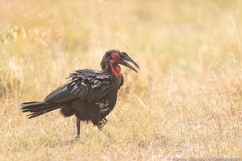 Southern ground hornbill