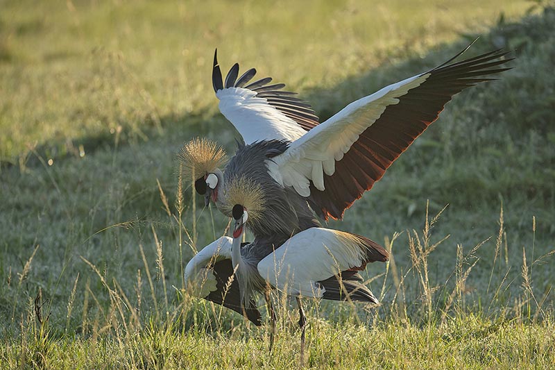 Grey crowned cranes mating