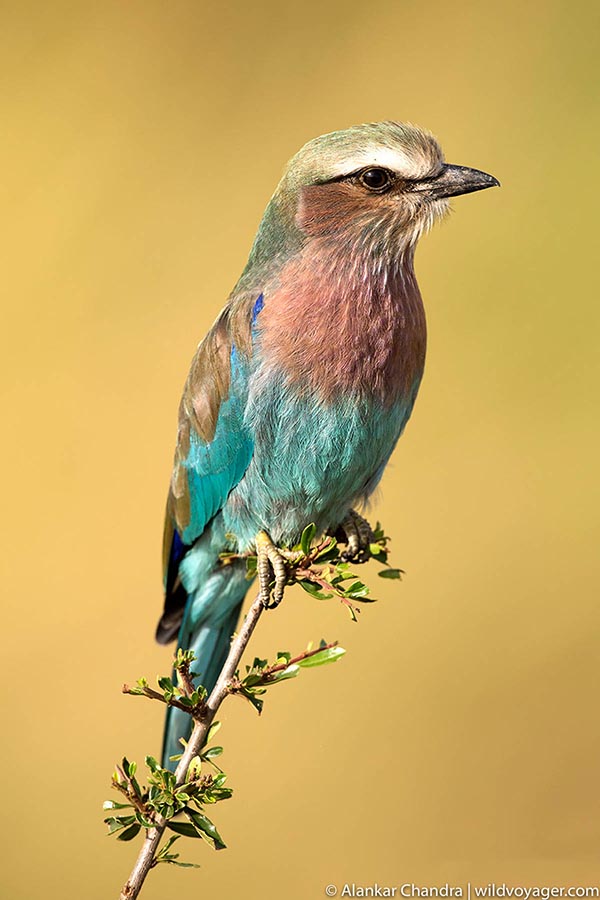 Lilac breasted roller