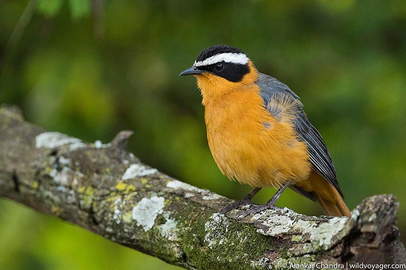 White browed robin chat