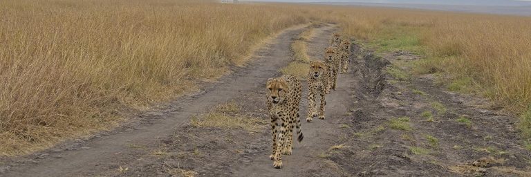 five brothers of masai mara