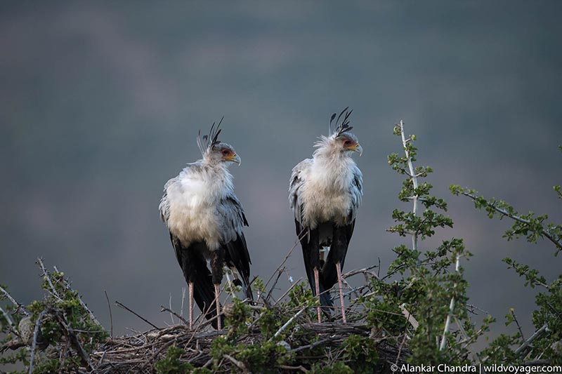 Secretary bird