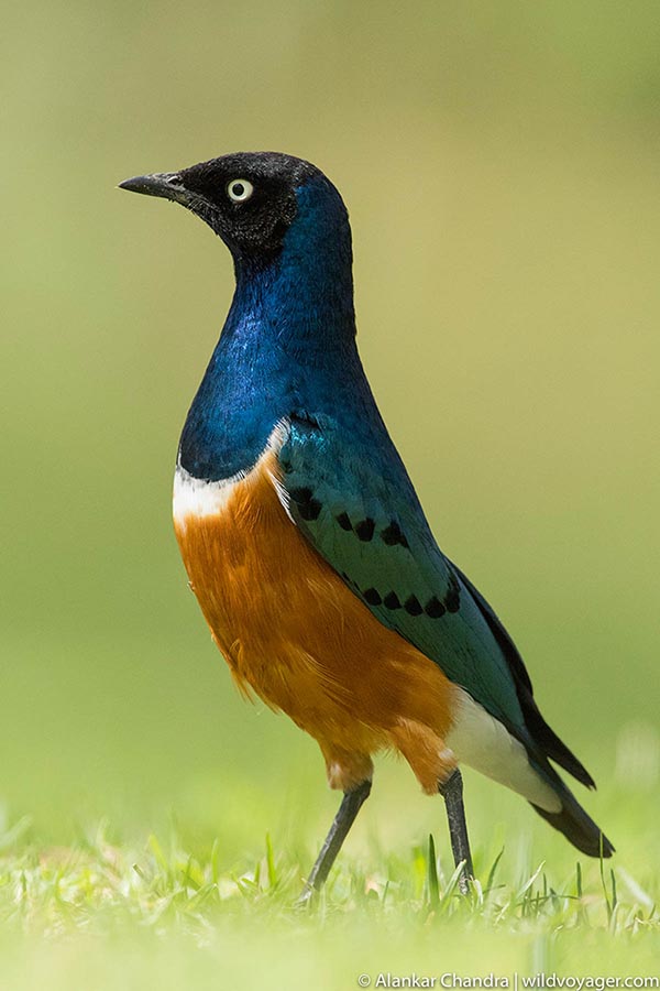 Superb starling