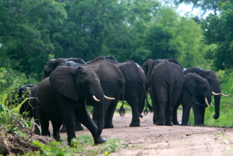 Elephants residing in the reserve