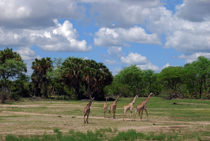 The vast Selous Game Reserve