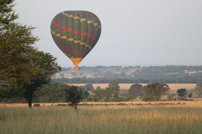 A hot air balloon flying over wildebeests