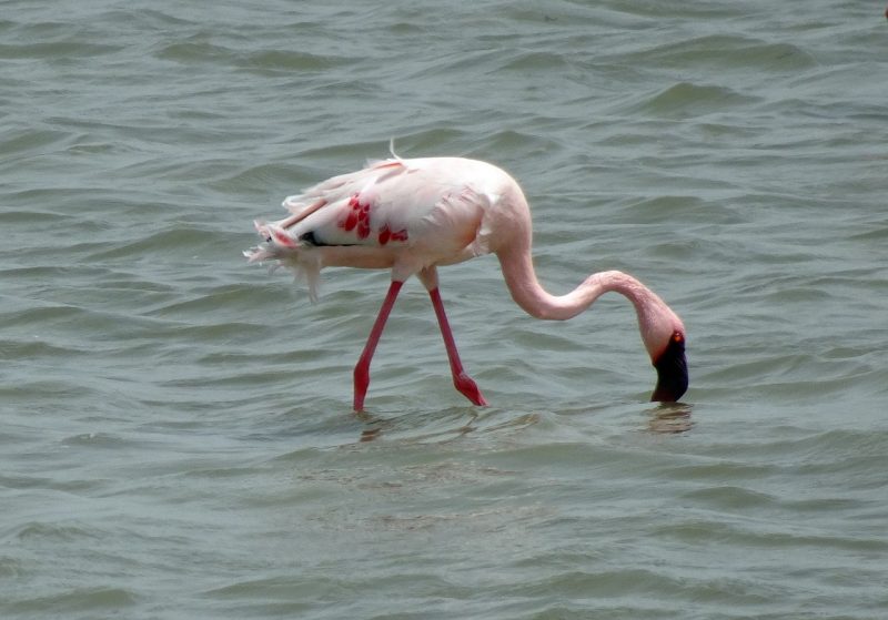 Flamingo in Lake Nakuru