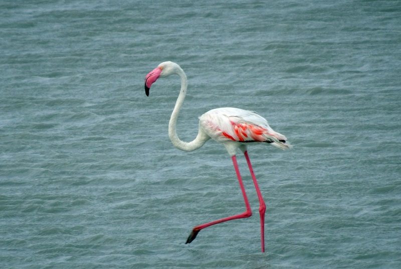 flamingos in Kenya