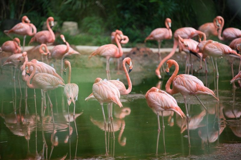 Flamingos in Lake Nakuru